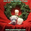 Small Photo #227 Dogo Argentino Puppy For Sale in JANE, MO, USA