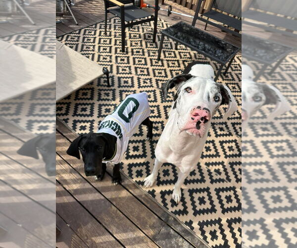 Medium Photo #2 Great Dane Puppy For Sale in Bullard, TX, USA