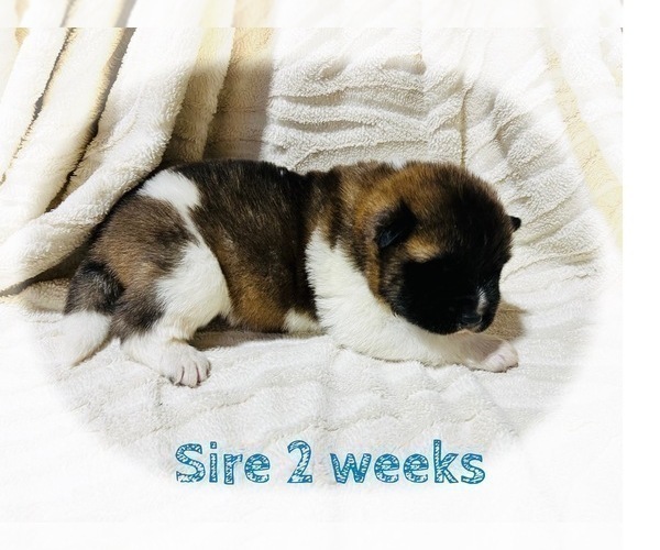 Medium Photo #33 Akita Puppy For Sale in BUTLER, PA, USA