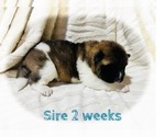 Small Photo #33 Akita Puppy For Sale in BUTLER, PA, USA