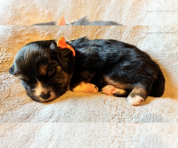 Medium Photo #1 Aussalier Puppy For Sale in PICAYUNE, MS, USA