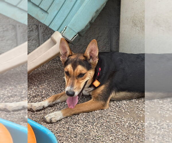 Medium Photo #6 German Shepherd Dog-Unknown Mix Puppy For Sale in Mukwonago, WI, USA