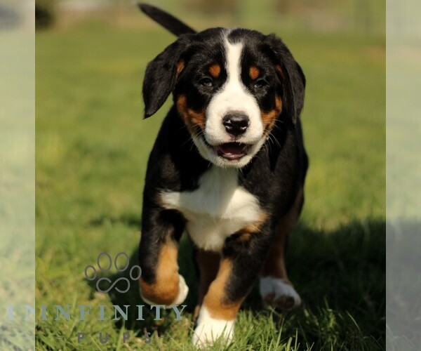 Medium Photo #2 Greater Swiss Mountain Dog Puppy For Sale in RONKS, PA, USA