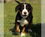 Small #1 Greater Swiss Mountain Dog