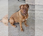 Small Photo #1 Dogue de Bordeaux Puppy For Sale in RIALTO, CA, USA