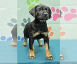 Small Photo #1 Labrador Retriever-Unknown Mix Puppy For Sale in Wetumpka, AL, USA