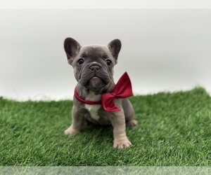 French Bulldog Puppy for sale in ANNAPOLIS, MD, USA