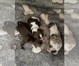 Dachshund Litter for sale in ROEBUCK, SC, USA