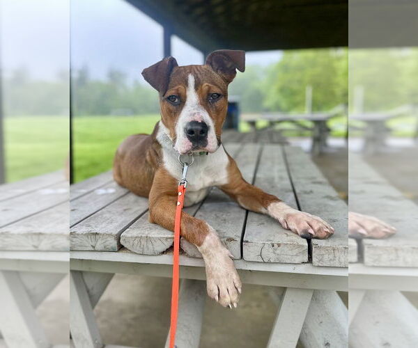 Medium Photo #19 Boxador Puppy For Sale in Brewster, NY, USA