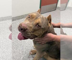 Dogue de Bordeaux-Unknown Mix Dogs for adoption in Incline Village, NV, USA