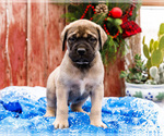 Small Photo #16 Mastiff Puppy For Sale in WAKARUSA, IN, USA