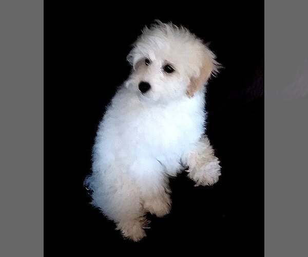 Medium Photo #1 Schnoodle (Miniature) Puppy For Sale in KALISPELL, MT, USA