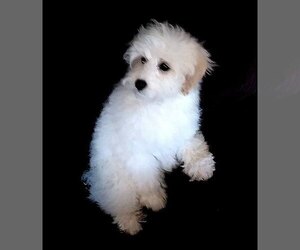 Schnoodle (Miniature) Dogs for adoption in KALISPELL, MT, USA