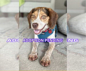 Beagle Dogs for adoption in Dunnellon, FL, USA