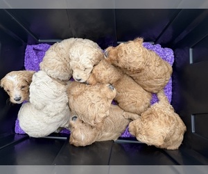 Goldendoodle (Miniature) Puppy for sale in NEWPORT, MN, USA