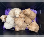 Small Goldendoodle (Miniature)