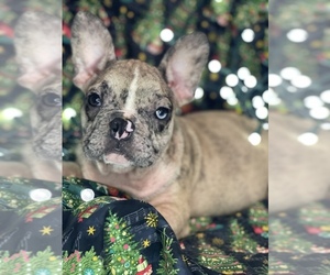 French Bulldog Puppy for sale in BOSTON, MA, USA