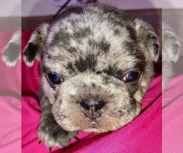 Medium Photo #9 French Bulldog Puppy For Sale in BUCKS BAR, CA, USA