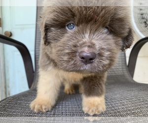 Newfoundland Puppy for sale in DURANTS NECK, NC, USA