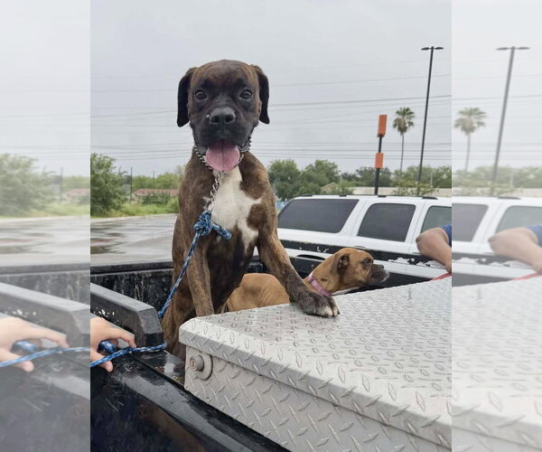 Medium Photo #3 Boxer Puppy For Sale in Dumont, NJ, USA