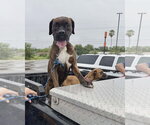 Small #2 Boxer