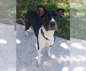 American Staffordshire Terrier Dogs for adoption in Fort Lauderdale, FL, USA