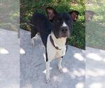 Small American Staffordshire Terrier