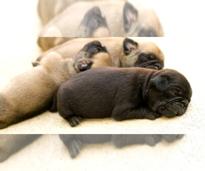 Pug Puppy for Sale in HUTTO, Texas USA