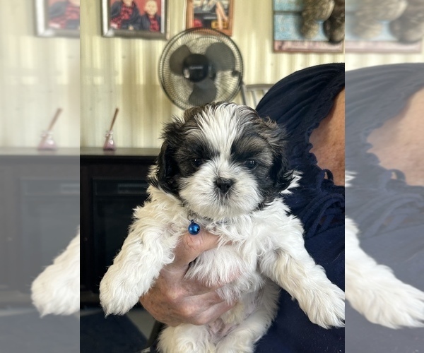 Medium Photo #2 Shih Tzu Puppy For Sale in OCALA, FL, USA