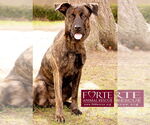 Small #2 Dutch Shepherd -Labrador Retriever Mix