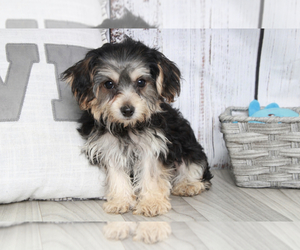 Yo-Chon Puppy for sale in MARIETTA, GA, USA