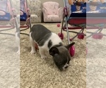 Small Photo #3 French Bulldog Puppy For Sale in HIGHLAND VILLAGE, TX, USA