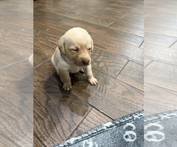 Medium Photo #5 Labrador Retriever Puppy For Sale in BELLEVIEW, KY, USA