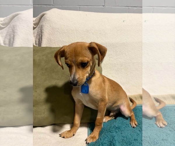 Medium Photo #9 Chihuahua-Unknown Mix Puppy For Sale in Mukwonago, WI, USA