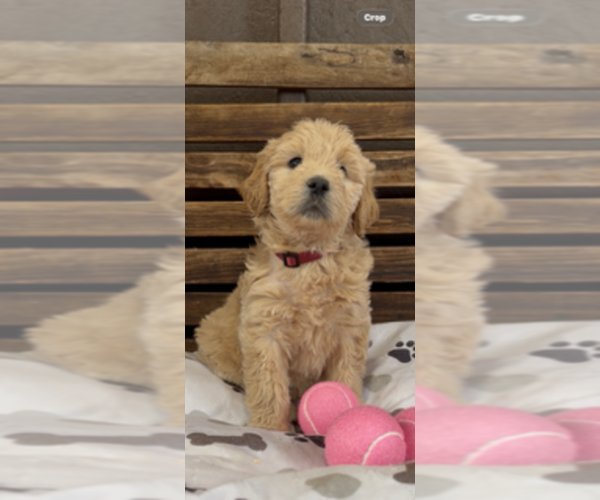 Medium Photo #21 Goldendoodle Puppy For Sale in MERCED, CA, USA
