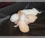Small Photo #1 Poochon Puppy For Sale in JOHNSTOWN, PA, USA