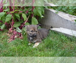 Small #2 Poodle (Miniature)-Siberian Husky Mix