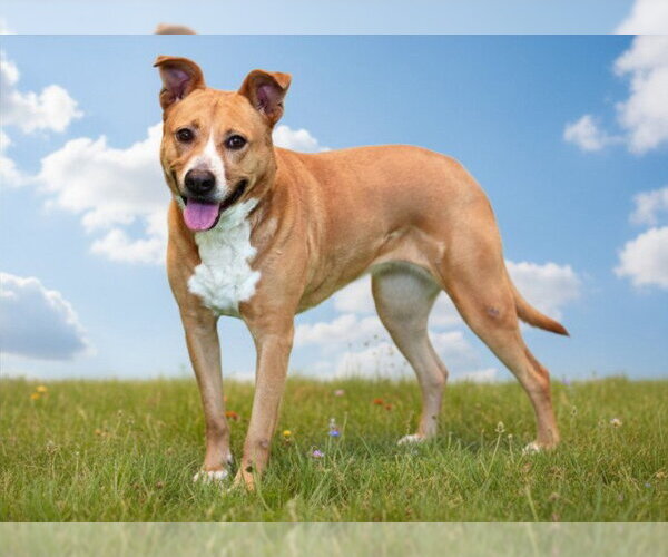 Medium Photo #3 Carolina Dog-Unknown Mix Puppy For Sale in Tavares, FL, USA