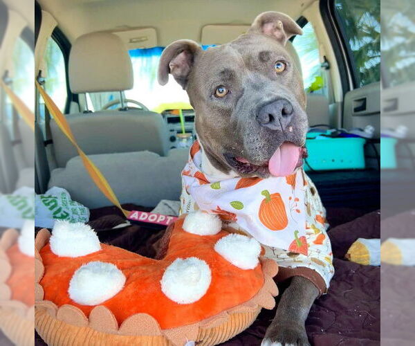 Medium Photo #1 American Pit Bull Terrier-Unknown Mix Puppy For Sale in Las Vegas, NV, USA