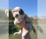 Small #7 Aussiedoodle