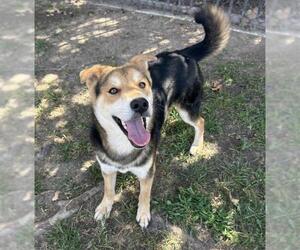 PETRIE - Male Chinese Shar-Pei-Unknown Mix Dog for Adoption - Photo #3