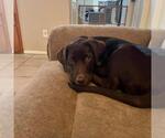 Small #1 Labrador Retriever Mix