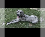 Small #1 Cane Corso-Daniff Mix