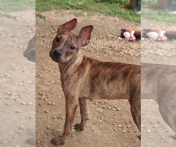 Medium Photo #34 Mutt Puppy For Sale in Philadelphia, PA, USA