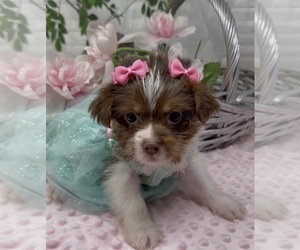 Shorkie Tzu Puppy for sale in SELLERSBURG, IN, USA