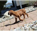 Small #4 Boxer