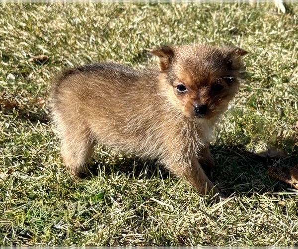 Medium Photo #6 Pomeranian Puppy For Sale in FAIR HAVEN, MI, USA