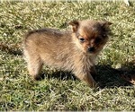 Small #5 Pomeranian