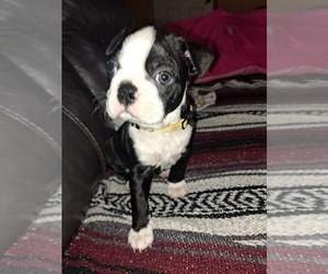 Boston Terrier Puppy for sale in LYONS, IL, USA