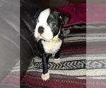 Small Boston Terrier